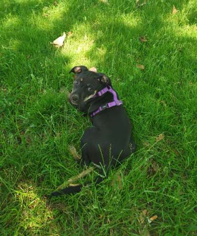 Die Dogorama Kalender Challenge Teil 3/4-Beitrag-Bild