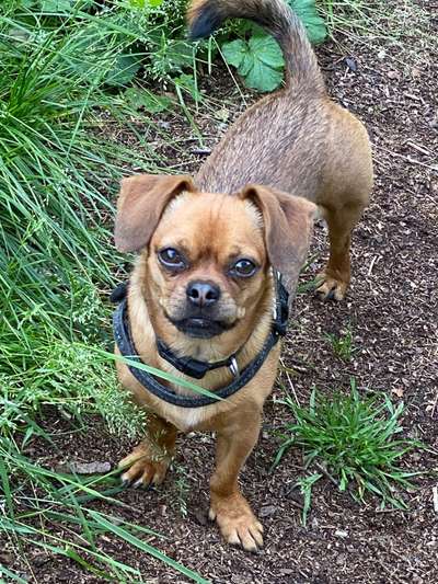 Die Dogorama Kalender Challenge Titelbild-Beitrag-Bild