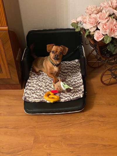 Dogorama Photo Challenge - Bescherung-Beitrag-Bild