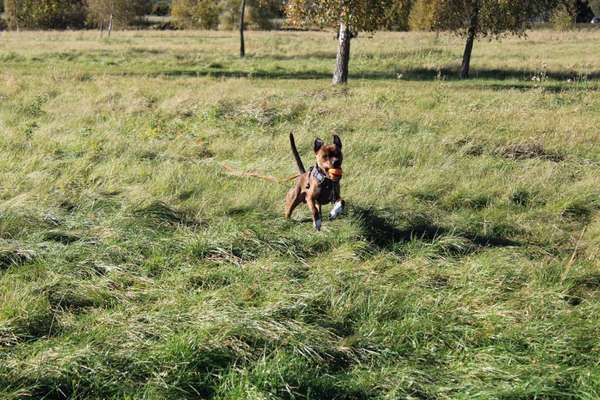 Fotochallenge 66 ~ Rennaction -Zeig deinen Hund im Lauf-Beitrag-Bild