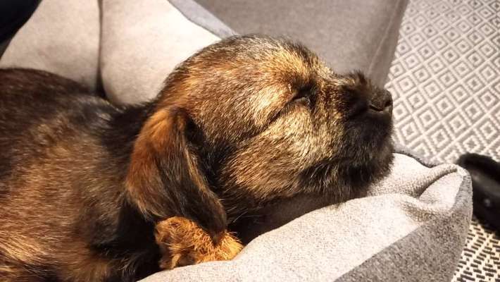 Border Terrier-Beitrag-Bild