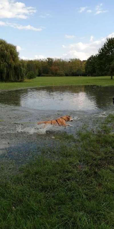 Dogorama-Monats-Challenge-Mai "Wasser"-Beitrag-Bild