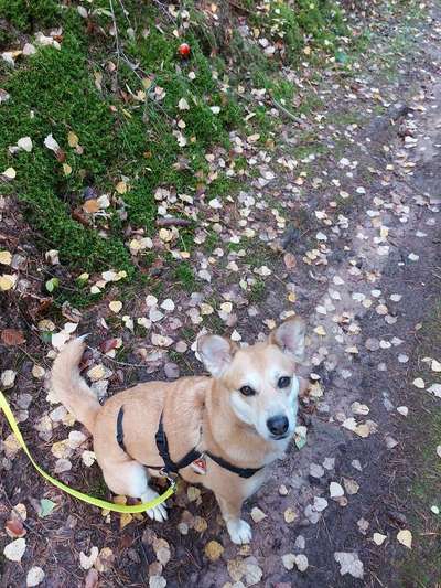 Die Dogorama Kalender Challenge Teil 1/4-Beitrag-Bild