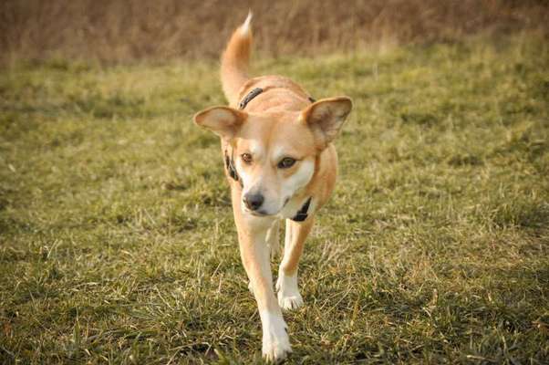 Zeigt mal die schönsten Bilder von euren Hunden !-Beitrag-Bild