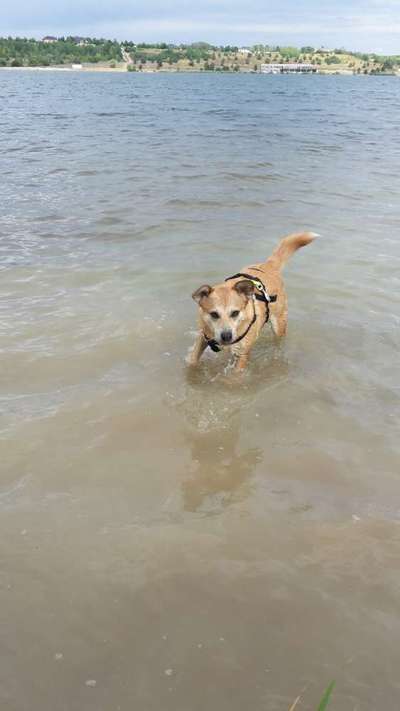 Die Dogorama Kalender Challenge 4/4-Beitrag-Bild