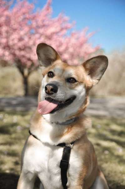 Die Dogorama Monats Challenge "Es grünt und blüht"-Beitrag-Bild