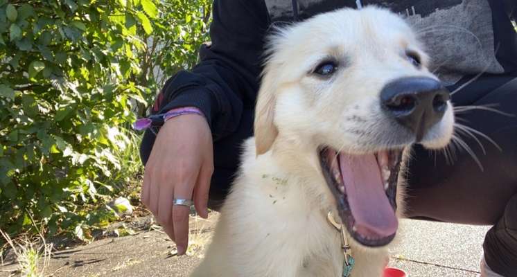 Wo sind die Golden Retriever Liebhaber?-Beitrag-Bild