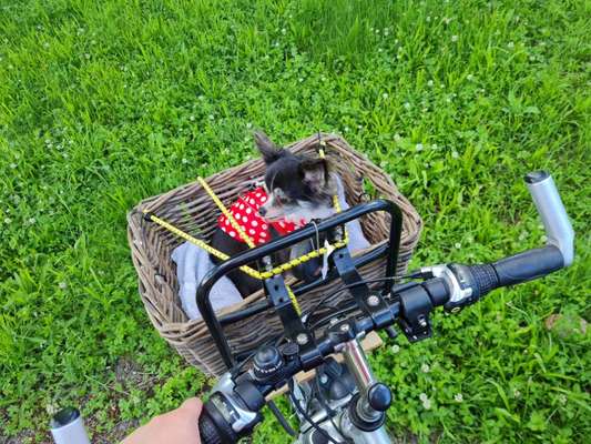 Fahrradfahren/Fahrradtour mit kleinem Hund-Beitrag-Bild