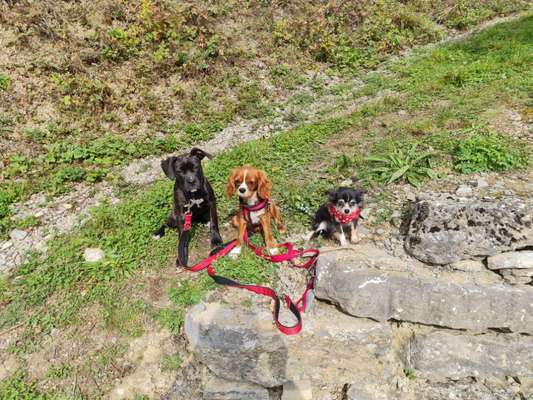 Wo sind die Chihuahua Besitzer ?-Beitrag-Bild