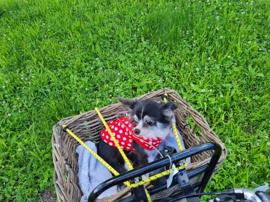 Die Dogorama Wochen Challenge-Beitrag-Bild