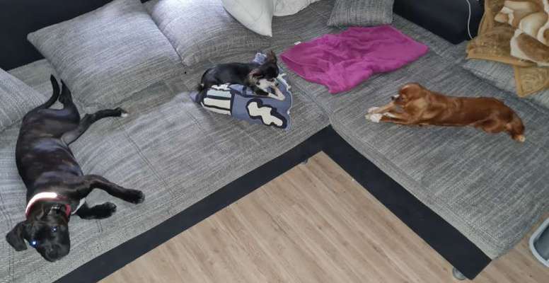 Cavalier King Charles Spaniel?-Beitrag-Bild