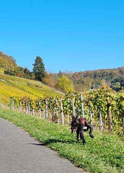 Was können eure Ohren so? ;)-Beitrag-Bild