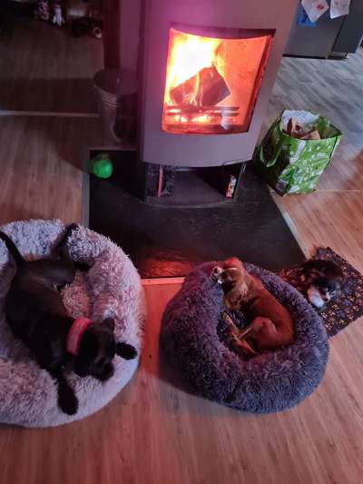 Deutsche Boxer-Beitrag-Bild