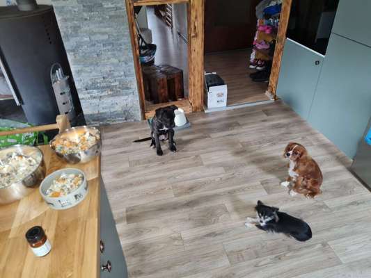 Cavalier King Charles Spaniel?-Beitrag-Bild