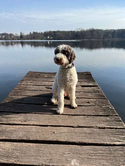 Lagotto Romagnolo Besitzer-Beitrag-Bild
