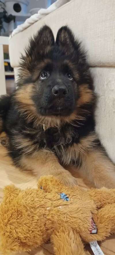 Alles rund um den Schäferhund, diskutieren erwünscht.-Beitrag-Bild