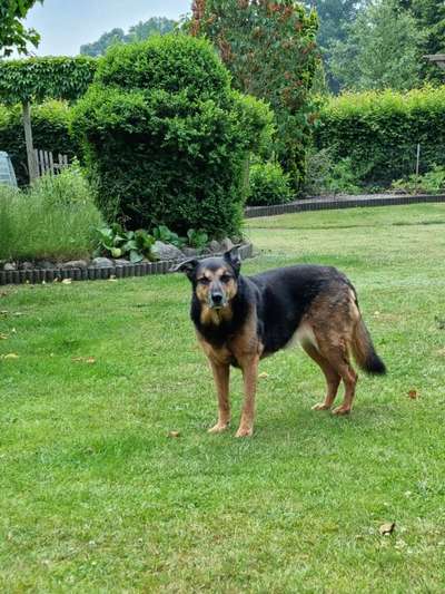 Mischlingshunde Foto Aufruf-Beitrag-Bild