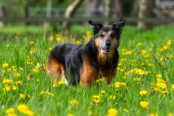 Wie kamst du zu deinem Hund?-Beitrag-Bild