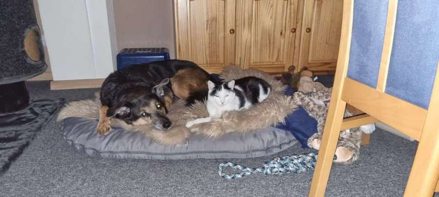 Dogorama Photo Challenge - Gegensätze-Beitrag-Bild