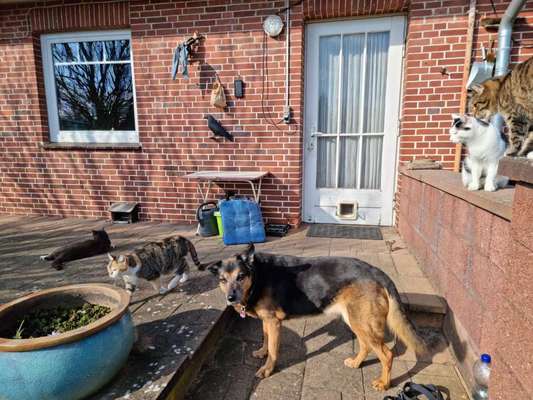 Hunderunde-Beitrag-Bild