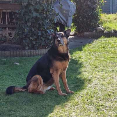 Mischlinge raten - Rätselspaß-Beitrag-Bild