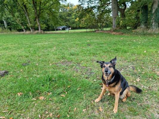 Dogorama Photo Challenge - Gassipause-Beitrag-Bild