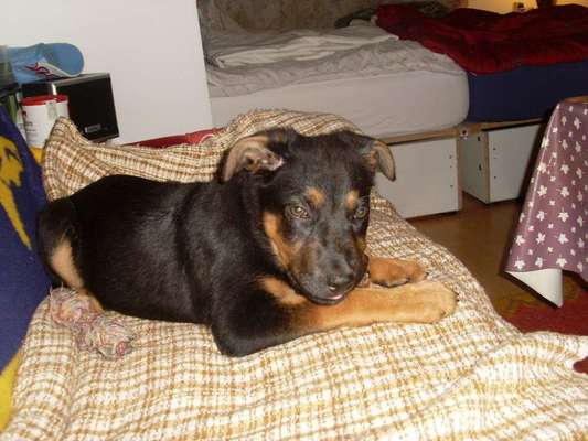 Wie kamst du zu deinem Hund?-Beitrag-Bild