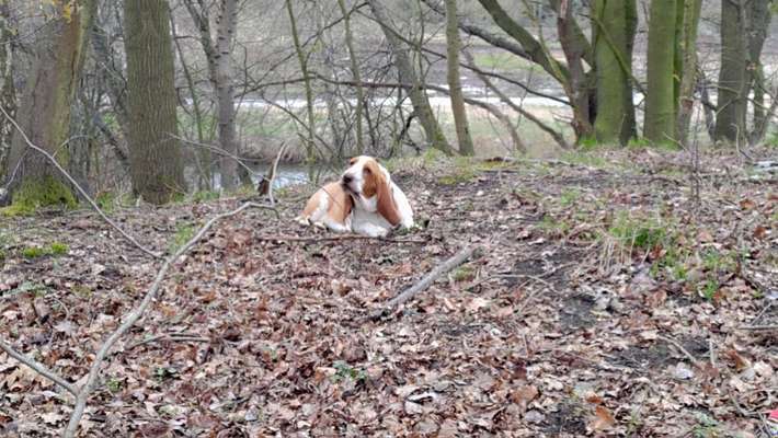 Basset Hound-Beitrag-Bild