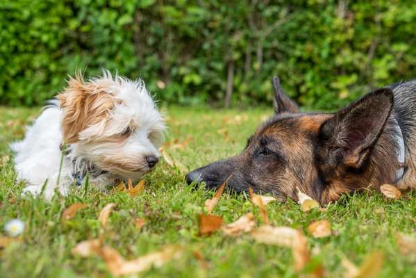 Zeige das lustigste Bild eures Hundis-Beitrag-Bild