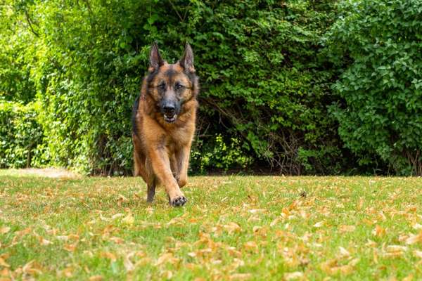 Schäferhund-Beitrag-Bild