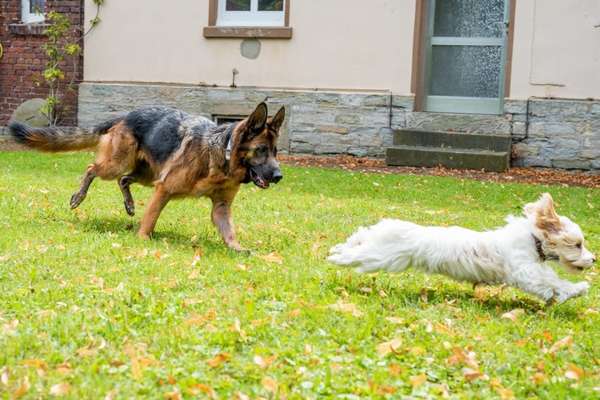 Zeige das lustigste Bild eures Hundis-Beitrag-Bild