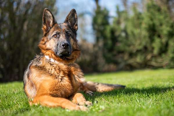 Challenge 23 : "  Euer Hund beim Frühlingserwachen "-Beitrag-Bild