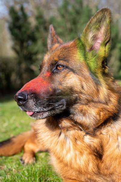 Zeige das lustigste Bild eures Hundis-Beitrag-Bild