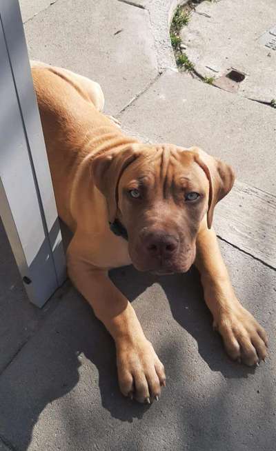 Boerboels-Beitrag-Bild