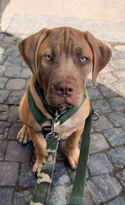 Boerboels-Beitrag-Bild