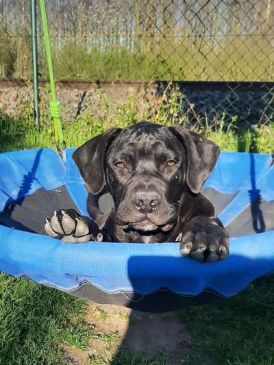 Boerboels-Beitrag-Bild