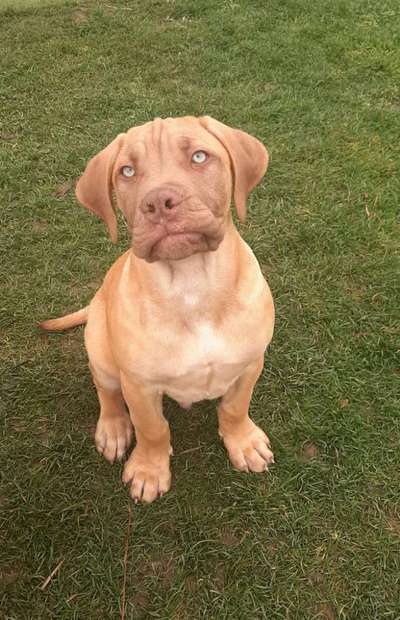 Boerboels-Beitrag-Bild