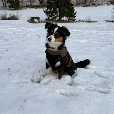 Hundetreffen-Welpenspielen-Bild