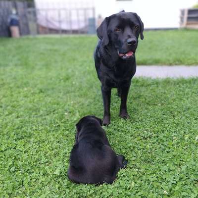 Hundetreffen-Hundetreffen in Aach-Bild