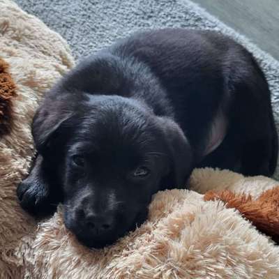 Hundetreffen-Welpentreffen in Aach-Bild