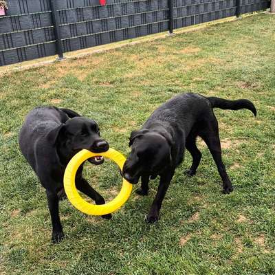 Hundetreffen-Hundetreffen in Aach-Bild