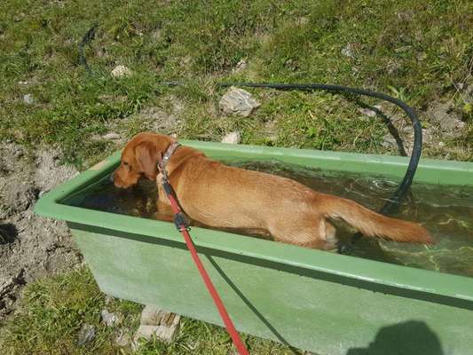 Labradorfans-Beitrag-Bild