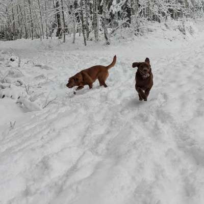 Hundetreffen-Spaziergänge oder Playdates-Bild