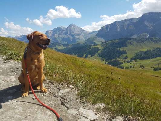 Labradorfans-Beitrag-Bild