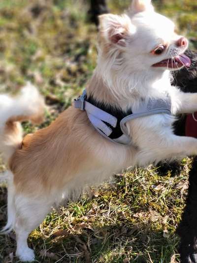 Reinrassige Hunde?-Beitrag-Bild