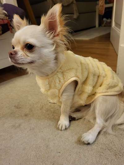 Jacken für kleine Hunde-Beitrag-Bild