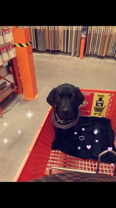 Welpen Bilder !-Beitrag-Bild