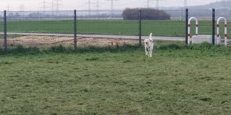 Hundeauslaufgebiet-Wesseling Am Eichholz-Bild