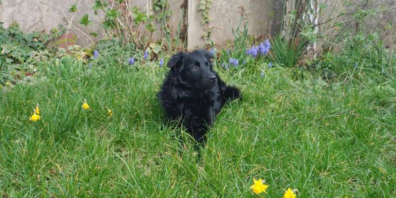 Dogorama Photo Challenge - Frühlingserwachen-Beitrag-Bild