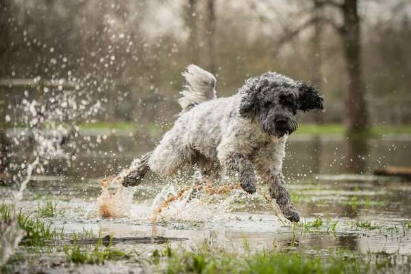 Dogorama Photo Challenge - Hunde in Action-Beitrag-Bild